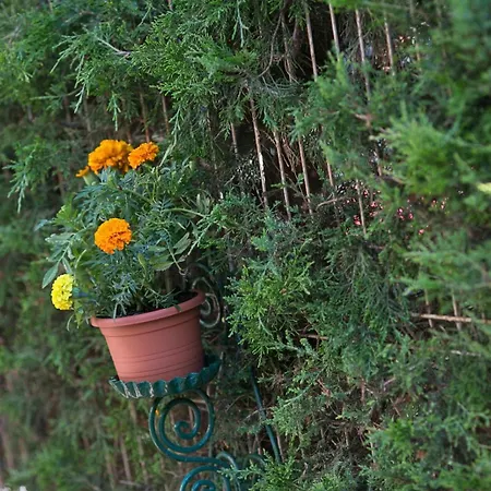 Casa Phoenix Eforie Nord